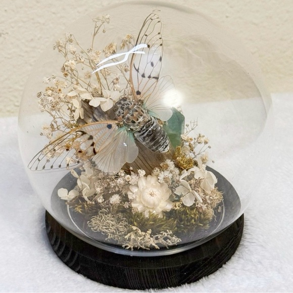 Ghost Cicada Taxidermy Glass Globe Display, Insect Terrarium, Nature Decor